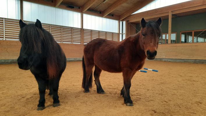 Man sieht die zwei Ponys Rosa und Felix in der Halle.