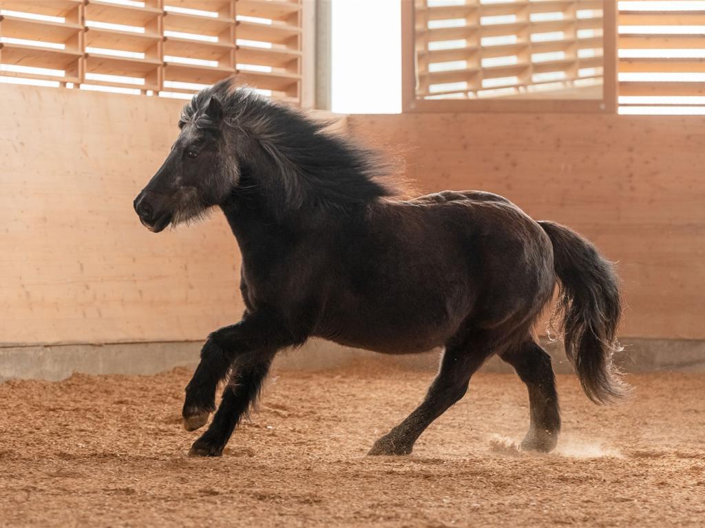 Das Bild zeigt das Pony Felix galloppierend in der Reithalle.