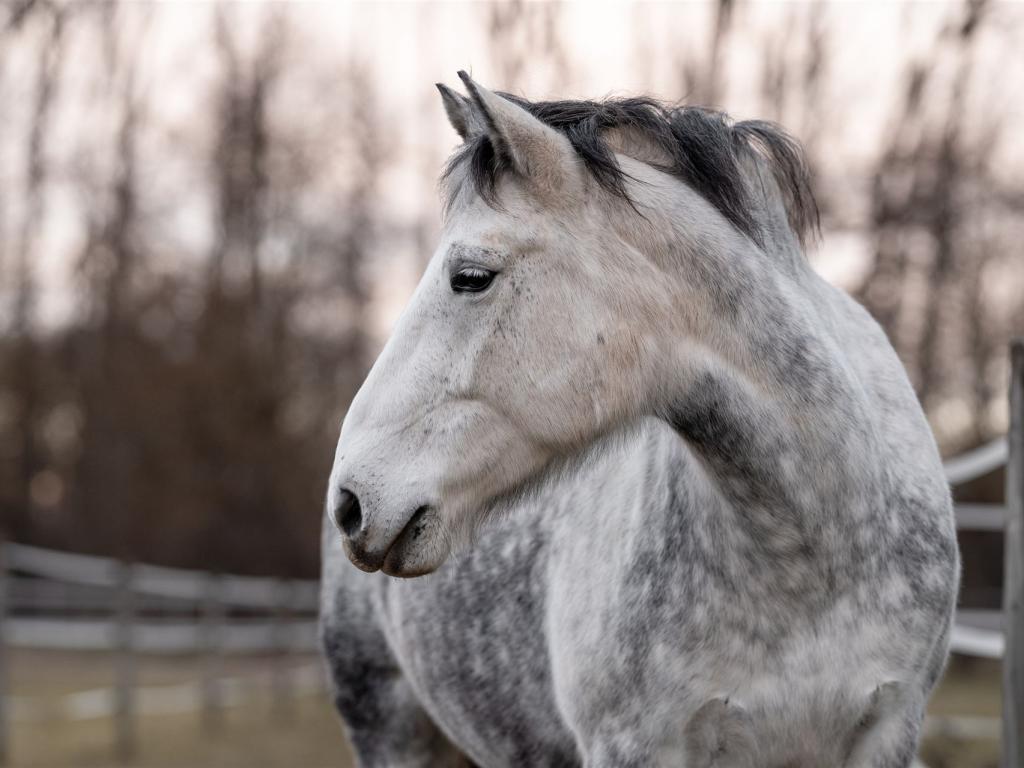 Das Bild zeigt das Pferd Lara mit dem Kopf zur Seite geneigt.