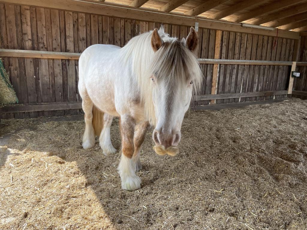 Man sieht das weiße Pferd "Chari"