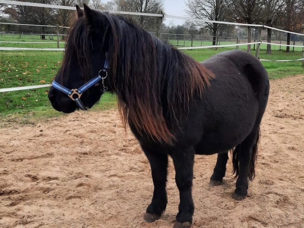 Man sieht ein dunkelbraunes, flauschiges Pony namens Olivia