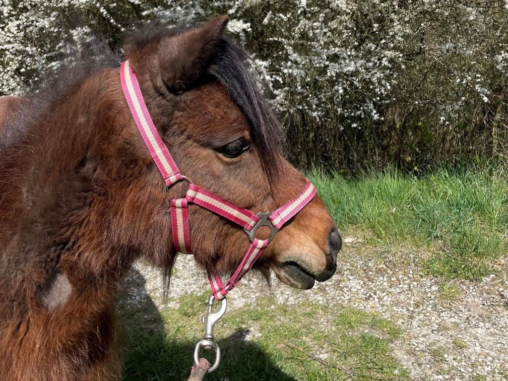 Man sieht ein braunes, flauschiges Pony namens Rosa.