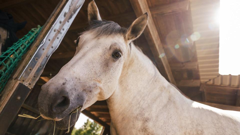 Das Bild zeigt ein beiges Pferd mit schwarzer Mähne und mit Heu im Maul direkt in die Kamera schauen.