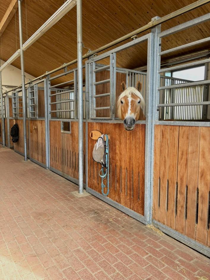 Man sieht ein Pferd, von der Rasse Haflinger, neugierig aus der Box in die Kamera schauen.