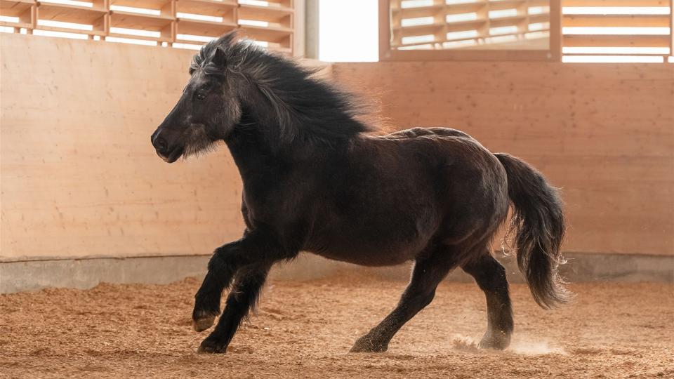 Das Bild zeigt das Pony Felix galloppierend in der Reithalle.