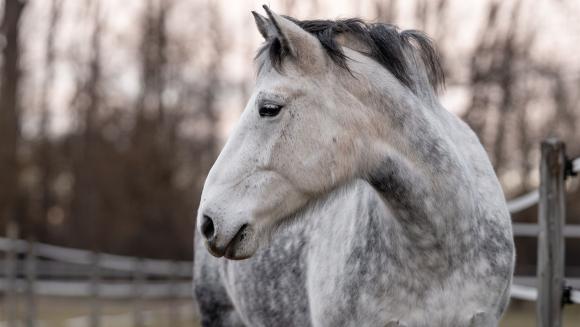 Das Bild zeigt das Pferd Lara mit dem Kopf zur Seite geneigt.