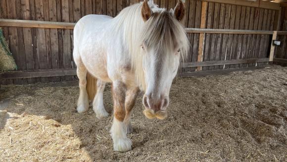 Man sieht das weiße Pferd "Chari"