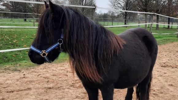 Man sieht ein dunkelbraunes, flauschiges Pony namens Olivia