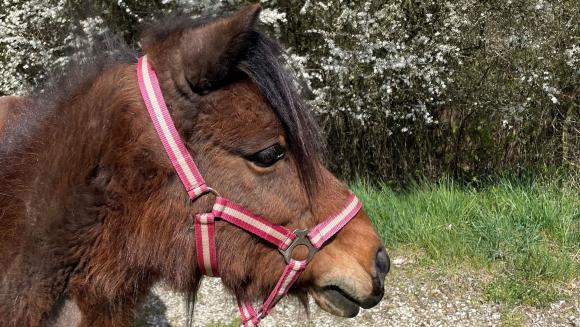 Man sieht ein braunes, flauschiges Pony namens Rosa.
