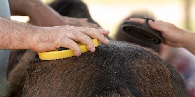 Man sieht eine Hand, welche ein Pony striegelt.